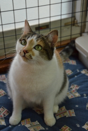 130120_sakura.jpg